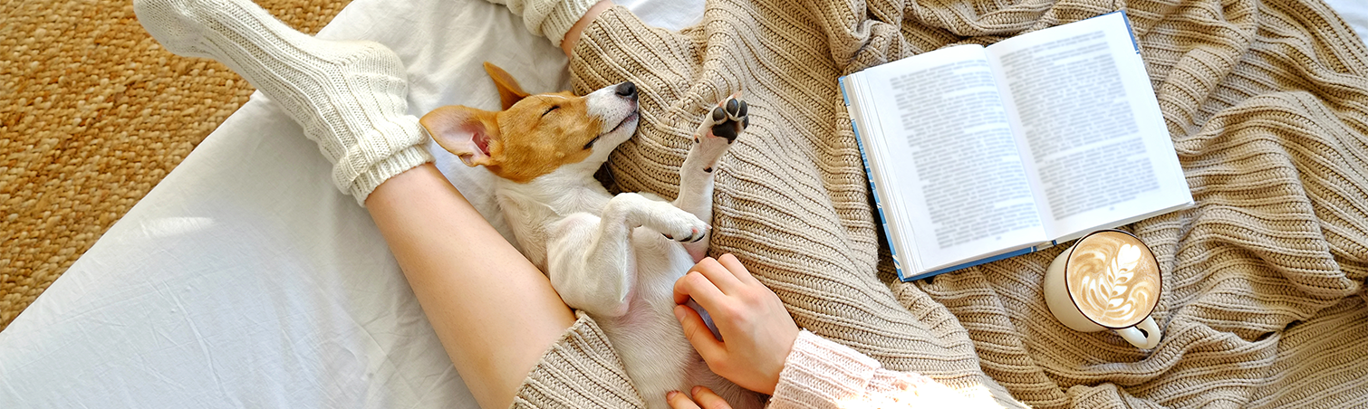 A sleeping small dog is enjoying some time with their owner in the comfort of home.